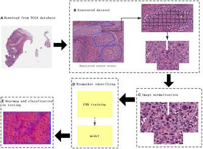 DeepLRHE: A Deep Convolutional Neural Network Framework to Evaluate the Risk of Lung Cancer Recurrence and Metastasis From Histopathology Images